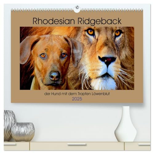 Rhodesian Ridgeback der Hund mit dem Tropfen Löwenblut (hochwertiger Premium Wandkalender 2025 DIN A2 quer), Kunstdruck in Hochglanz: Rhodesian Ridgeback, afrikanischer Löwenhund (CALVENDO Tiere)