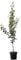 Birnenbaum Rote Williams Herbstbirne Buschbaum ca. 110-140 cm im 10 Liter Topf Quitte A