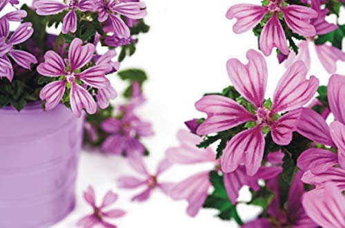 Preisjubel 6 x Platzdeckchen Blume ca. 43,5 x 28,3cm, 28140, Platzmatte, Tischset, Platzset