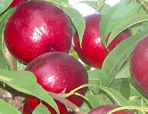 ALBERO DI PESCO PESCA PESCHE NOCE ORION IN VASO 17