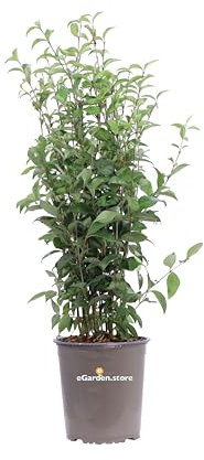 Pianta di Ligustro Giapponese Pianta di Ligustrum Japonicum pianta da esterno cespuglio di Ligustro pianta ornamentale di Ligustro pianta da siepe pianta vera venduta da eGarden.store (Vaso 17 cm)