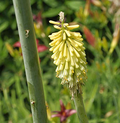 Zitronen Fackellilie - Kniphofia citrina - Gartenpflanze