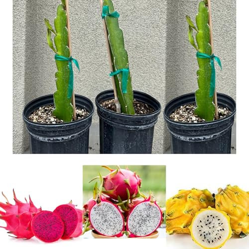 Vivaio Garden Forest 3 Piante di Pitaya, Varietà Gialla, Rossa, Bianca, H70-80cm, Pianta Frutto del Drago, Dragon Fruit, Pitaya frutto fresco, Pianta esotica, Frutto esotico, Pianta reale, Fiore