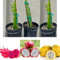 Vivaio Garden Forest 3 Piante di Pitaya, Varietà Gialla, Rossa, Bianca, H70-80cm, Pianta Frutto del Drago, Dragon Fruit, Pitaya frutto fresco, Pianta esotica, Frutto esotico, Pianta reale, Fiore