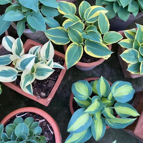 300 pcs funkien pflanze winterhart samen - Hosta plantaginea - blüten, kräuterbeet funkien samen schnittblumen, exotische pflanzen blumenbeet, steingartenpflanzen winterhart blumen