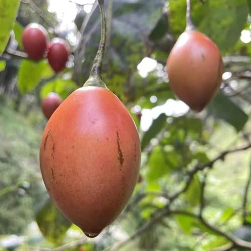 100 piezas Semillas De Planta De Tomate De Árbol De Tamarillo - frutas exóticas plantas decorativas Cyphomandra betacea - maceta de fruta fresca plantas vegetales regalos sostenibles