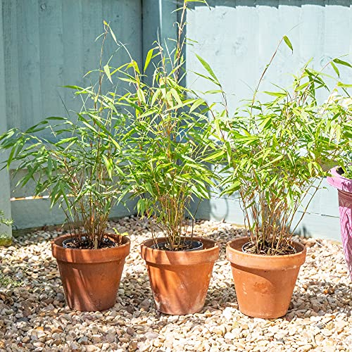 Red Umbrella Bamboo Plant for Outdoor Potted Easy to Grow Producing Red Stems and Contrasting Foliage for Screening, Containers and Borders, 3 x Fargesia Asian Wonder Plants in 14cm Pots by Suttons
