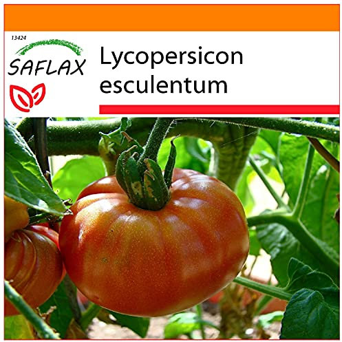 SAFLAX - Garden in The Bag - Tomato - Pink Brandywine - 10 Seeds - Lycopersicon esculentum
