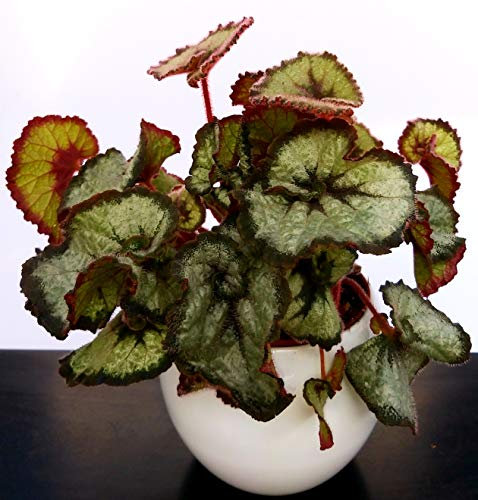 POWERS TO FLOWERS - BEGONIA REX ESCARGOT IN VASO CERAMICA BIANCA STONDATA, pianta vera