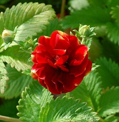 Fingerkraut Arc-en-Ciel - Potentilla cultorum