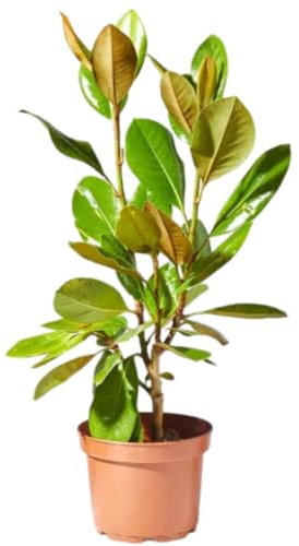 Verdecora Magnolio en maceta 3L | Magnolia grandiflora | Planta Natural de Exterior | Floración Espectacular y Follaje Elegante | Ideal para Jardines y Terrazas