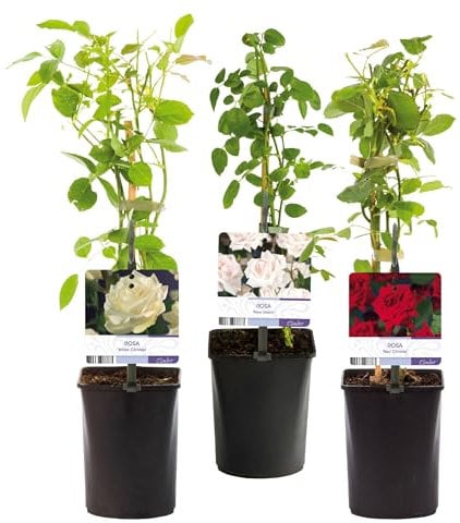 GreenboutiQ - Kletterrose - Rosa Tricolour - Blumen Rosa Weiß Rot - Geringer Pflegeaufwand - 3 Pflanzen - Topf 11cm Höhe 40cm
