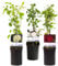 GreenboutiQ - Kletterrose - Rosa Tricolour - Blumen Rosa Weiß Rot - Geringer Pflegeaufwand - 3 Pflanzen - Topf 11cm Höhe 40cm