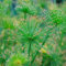 350 pcs echter papyrus samen, gartenpflanzen, stauden winterhart, papyrus pflanze kaufen (Cyperus papyrus) teichpflanzen winterhart, stauden winterhart mehrjährig bienenweide saatgut,