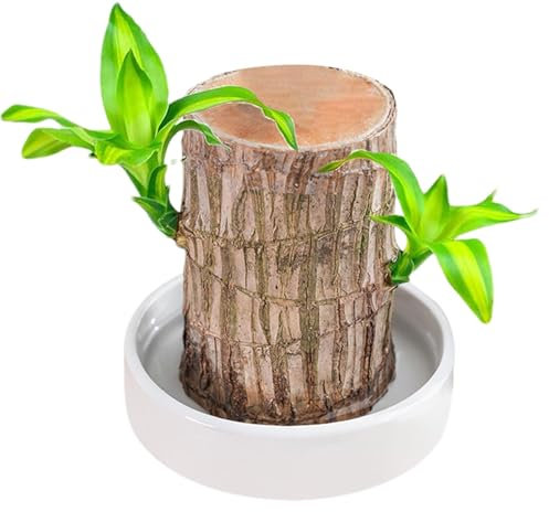 Brasilien Glücksholz Potted | 2024 Brazilian Lucky Wood Pflanzen | Hydroponic Potted Stump Plant | Hydrokulturpflanze aus brasilianischem für den Schreibtisch