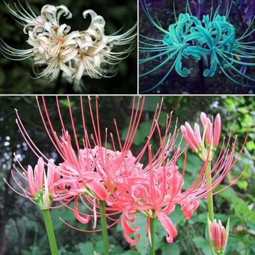 Forma De Flor úNica, Disfrute De La DiversióN De Plantar, Largo PeríOdo De FloracióN, PlantacióN Sencilla Lycoris Radiata Lycoris Radiata Bulbos Semillas De Lycoris Lirio ArañA-4bulbs-J