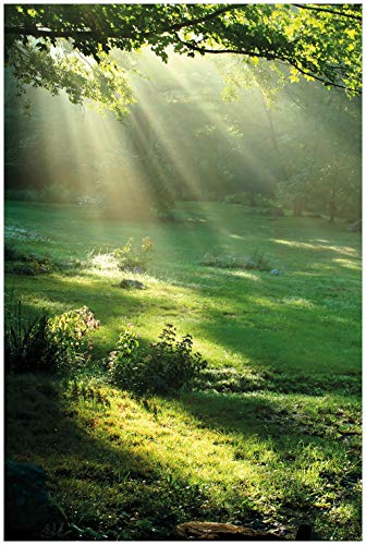 Wallario Glasbild Sonnenstrahlen im Wald - 60 x 90 cm Wandbilder Glas in Premium-Qualität: Brillante Farben, freischwebende Optik