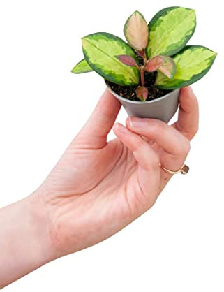 PLNTS - Baby Hoya Australis Lisa (Wachsblume) - Zimmerpflanzen, Pflanzen Echt, Nachhaltige Verpackung - 6cm Topf - Höhe 10cm - Direkt von der Gärtnerei
