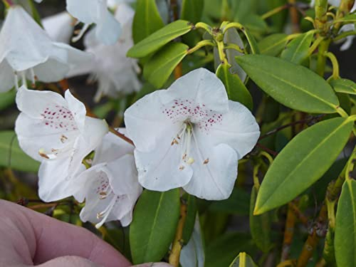 Wild Rhododendron/Alpenrose - Rhododendron argyrophyllum ssp. hypoglaucum