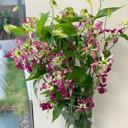 2 pcs Flammenlilien - Zwiebeln FrüHlingsblüher Im Blühenden Garten Gloriosa superba Zimmerpflanze Blumenzwiebeln Frühblüher Mehrjährige Kälteresistente Staude Plant Winterfeste Pflanzen