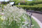 Lagurus ovatus, Samtgras 50 Samen, Hasenschwanz-Gras - Kinder lieben dieses Gras (Bunny Tail Grass)