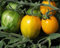 Rambling Goldstreifen Tomatensamen
