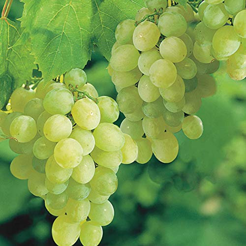 Brasiliani vinaccioli Albero 20 semi jabuticaba frutti a decorazioni Tronco piante # 32720674671ST