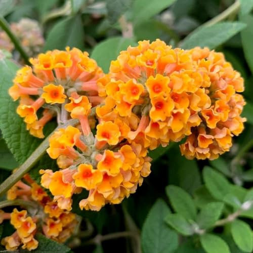 Plant Theory Sungold Butterfly Bush Buddleja x Weyeriana Shrub Plant 2L Pot