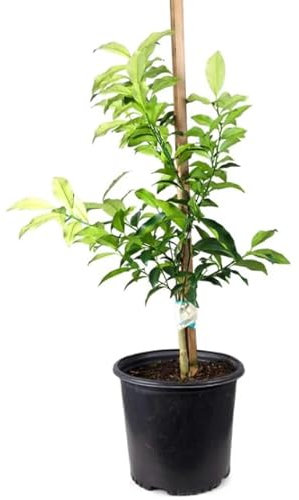 Árbol Frutal - Kumquat o Mini Naranjo Natural y Fácil de Mantener