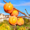50 pcs kaki baum pflanze winterhart samen, kakibaum kaufen, pflanzen samen, gartenpflanzen winterhart mehrjährig kaki samen (Diospyros kaki) winterharte pflanzen, alte sorten saatgut