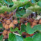 120 pcs kiwibeeren samen, bäume garten winterhart pflanze bohnenkraut kiwi pflanze obstsamen pflanztöpfe garten geschenk spalierobst plant dekopflanzen obstbäume kaufen zimmerpflanze