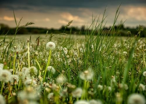 Rasch Tapete 363357 - Fototapete auf Vlies mit einer Wiese mit Pusteblumen in Weiß und Grün aus der Kollektion Magicwalls - 2,65 m x 3,71 m (LxB)
