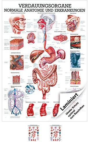 Sport-Tec Verdauungsorgane Mini-Poster Anatomie 34x24 cm medizinische Lehrmittel