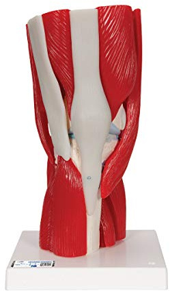 3B Scientific® Menschliches Kniegelenkmodell – 12-teiliges lebensgroßes Anatomiemodell mit abnehmbaren Muskeln, Bändern & Knochenstrukturen + Smart Anatomy App (5 Jahre Garantie)