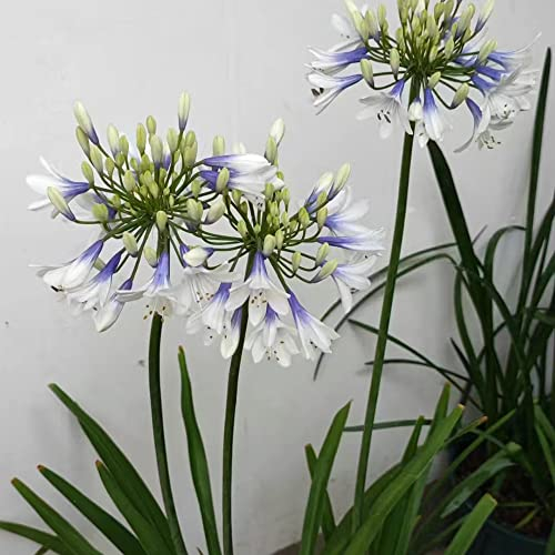 agapanthus pflanze winterhart,Schmucklilie samen,gewächshaus balkon garten geschenke für frauen wildblumensamen mini garten indoor garden 60 Stück