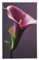 Drapeau de lys calla violet de 0,9 x 1,5 m, double face, avec œillets en laiton, bannière de bienvenue saisonnière pour cour, porche, pelouse