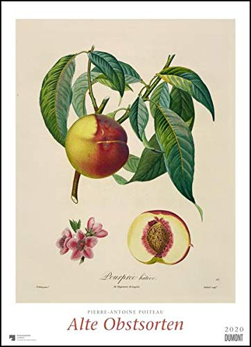 DUMONT Pierre Antoine Poiteau: Alte Obstsorten Posterkalender 2024, im Format 50 x 70 cm, Monatskalender, Kunstkalender für Geschichtsliebhaber