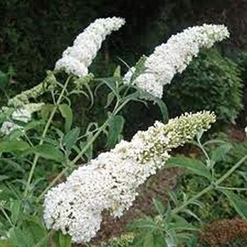 Buddleja davidii White Profusion 25-30 cm Schmetterlingsflieder Sommerflieder - Fliederspeer