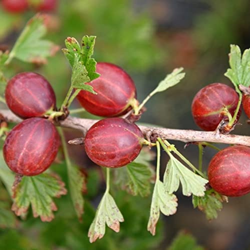 PIANTA DI UVA SPINA ROSSA  EASY CRISP CAPTIVATOR® 100% BIOLOGICA (1 pianta)