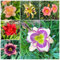 300 pcs Taglilien samen- winterharte stauden balkonblumen taglilien pflanzen balkonpflanzen winterhart balkonpflanzen stauden winterhart mehrjährig bodendecker winterhart mehrjährig