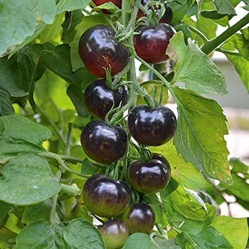 100 PCS Seeds Indigo Rose Black Tomato E80, Fruchtsamen