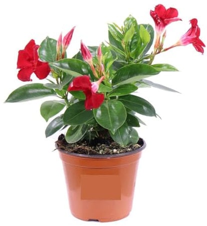 Dipladenia Rossa | Mandevilla Pianta Rampicante Fiorita da Esterno | Fioritura Lunga e Abituale | Ideale per Balconi, Terrazzi, Grigliati | Facile da Coltivare
