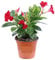 Dipladenia Rossa | Mandevilla Pianta Rampicante Fiorita da Esterno | Fioritura Lunga e Abituale | Ideale per Balconi, Terrazzi, Grigliati | Facile da Coltivare