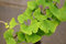 Ginkgobaum Fächerblattbaum Ginkgo biloba Containerware 60-80 cm