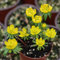 Winterlinge Samen - stauden winterhart mehrjährig Eranthis hyemalis - bodendecker winterhart mehrjährig garten pflanzen geschenke für gartenliebhaber winterlinge winterhart mehrjährig 250pcs