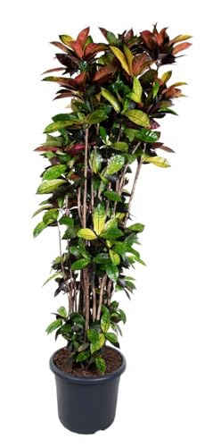 Codiaeum variegatum Iceton Kroton Zimmerpflanze buntes Laub gelb rot orange