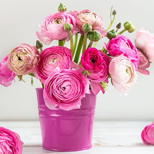 Ranunkeln Zwiebeln Rosa Deko Blumen Blumenzwiebeln MehrjäHrig Winterhart Gartenpflanzen FrüHlingsblüHer Zwiebeln Frisch Butterblumen Winterharte KüBelpflanzen Buttercup Blumen 8 Ranunkeln Zwiebel