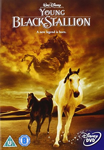 The Young Black Stallion
