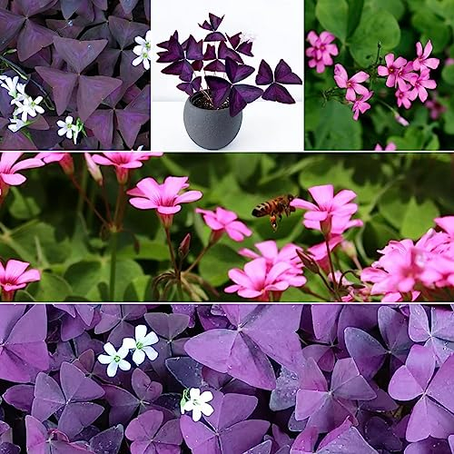 8 pcs oxalis zwiebeln - balkonpflanzen winterhart Oxalis triangularis,Kleeblätter,Glücksklee blumen geschenk exotische pflanzen winterhart flowers winterlinge zwiebeln