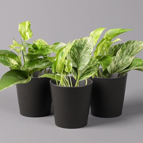 Efeutute 'Marble Queen' inkl. Topf Dallas anthrazit, Topf-Ø 12 cm, 3 Pflanzen